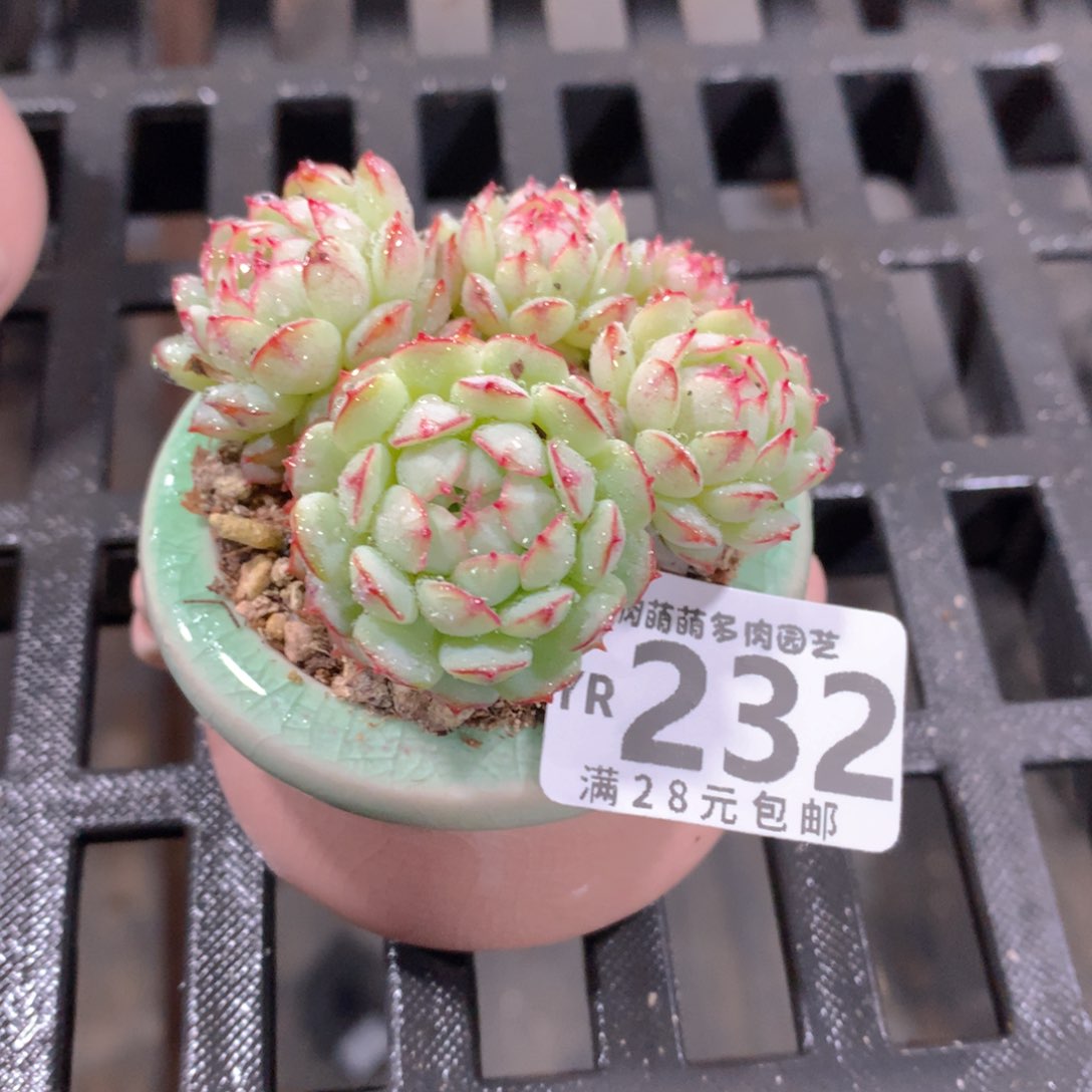 肉萌萌拇指盆精控多肉YR232