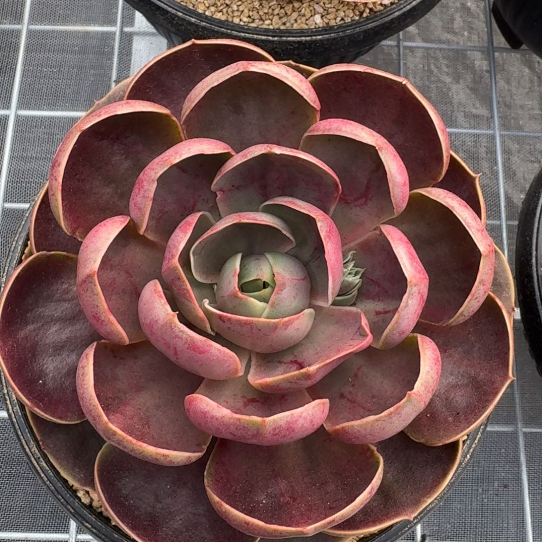 从前慢花园多肉编号哥特玫瑰