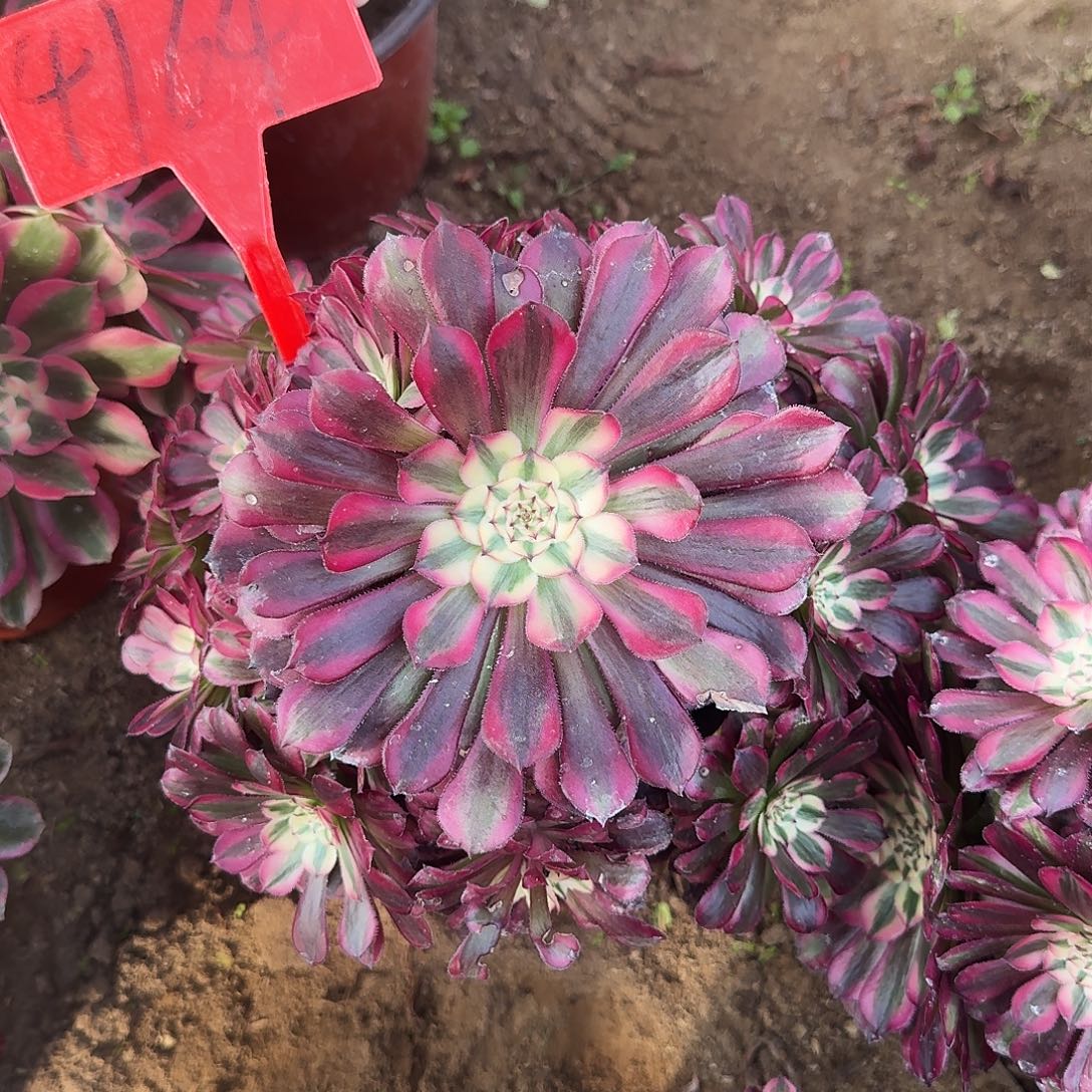 4164红铜超白多肉法师