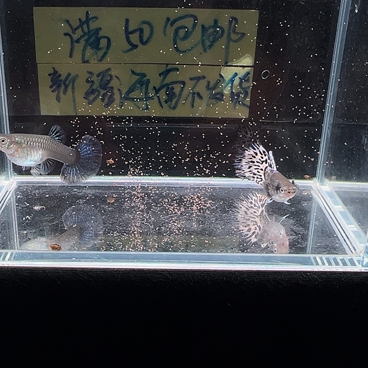 孔雀鱼雪豹半月尾