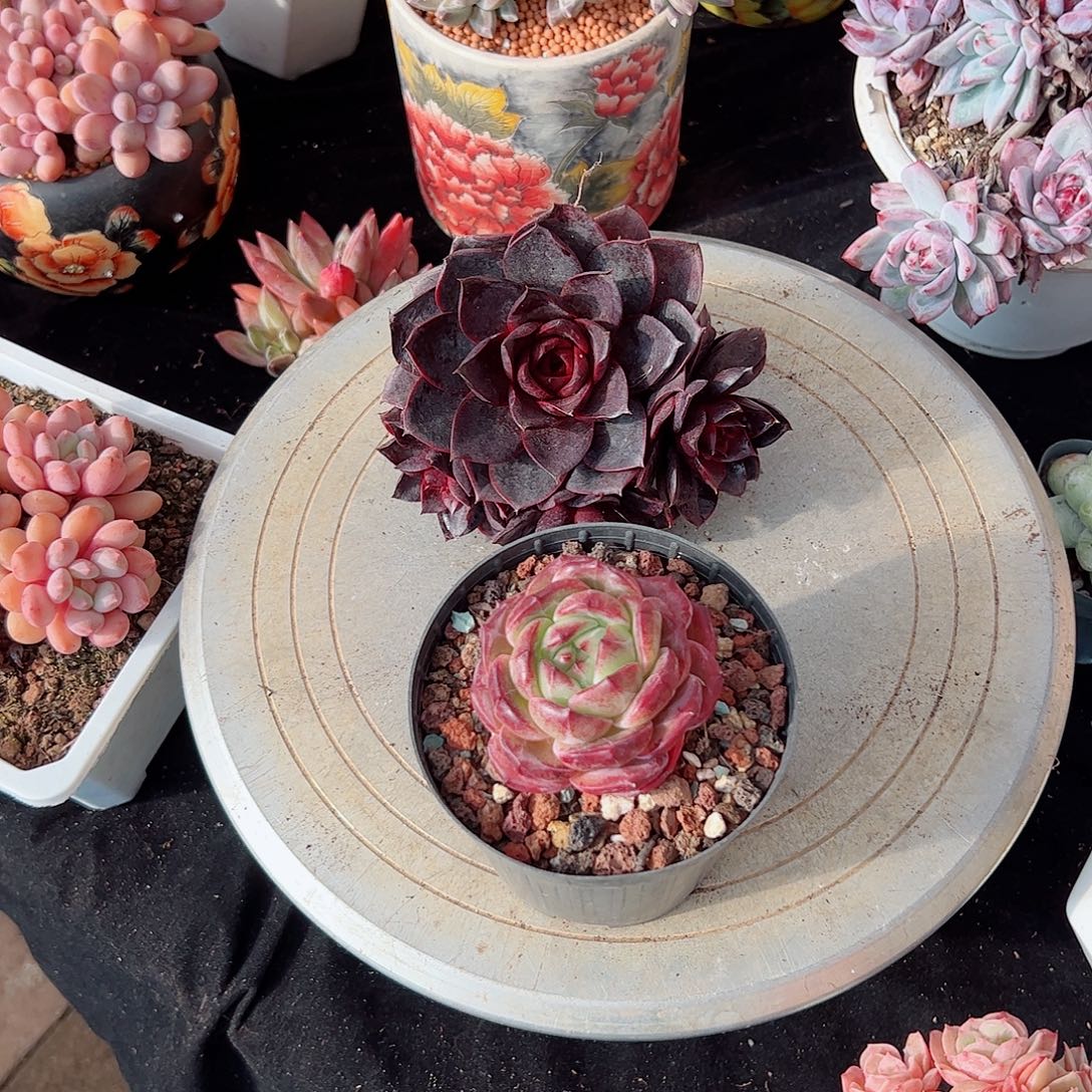 然然精品多肉两颗