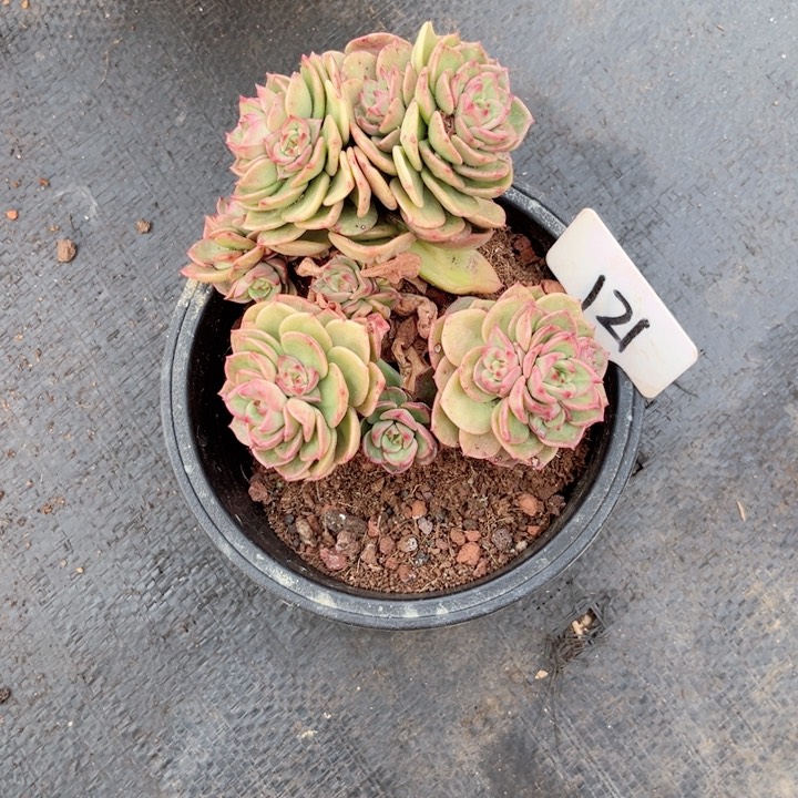 多肉植物9.9包邮