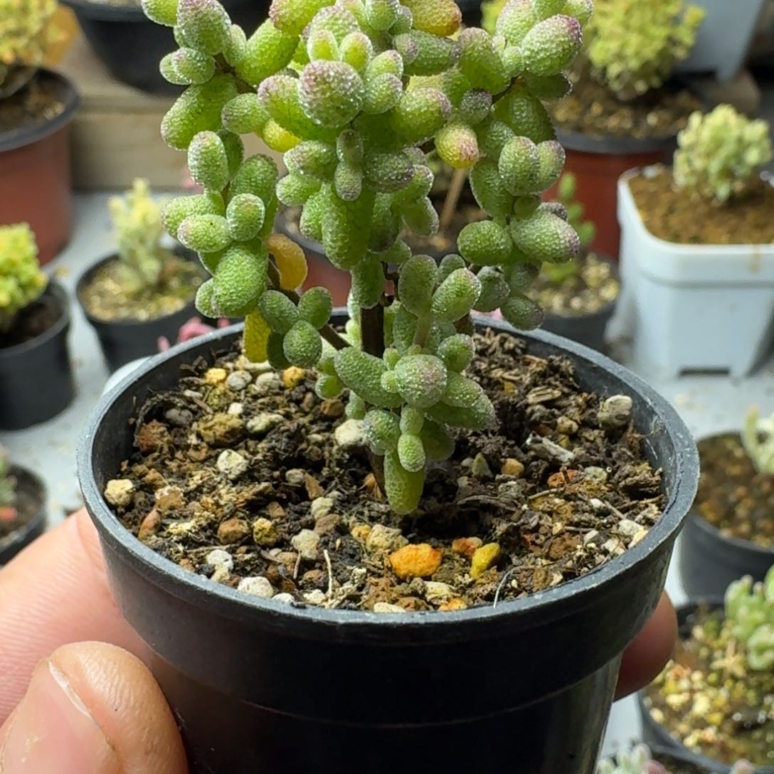 糖球白糊斑锦 多肉植物