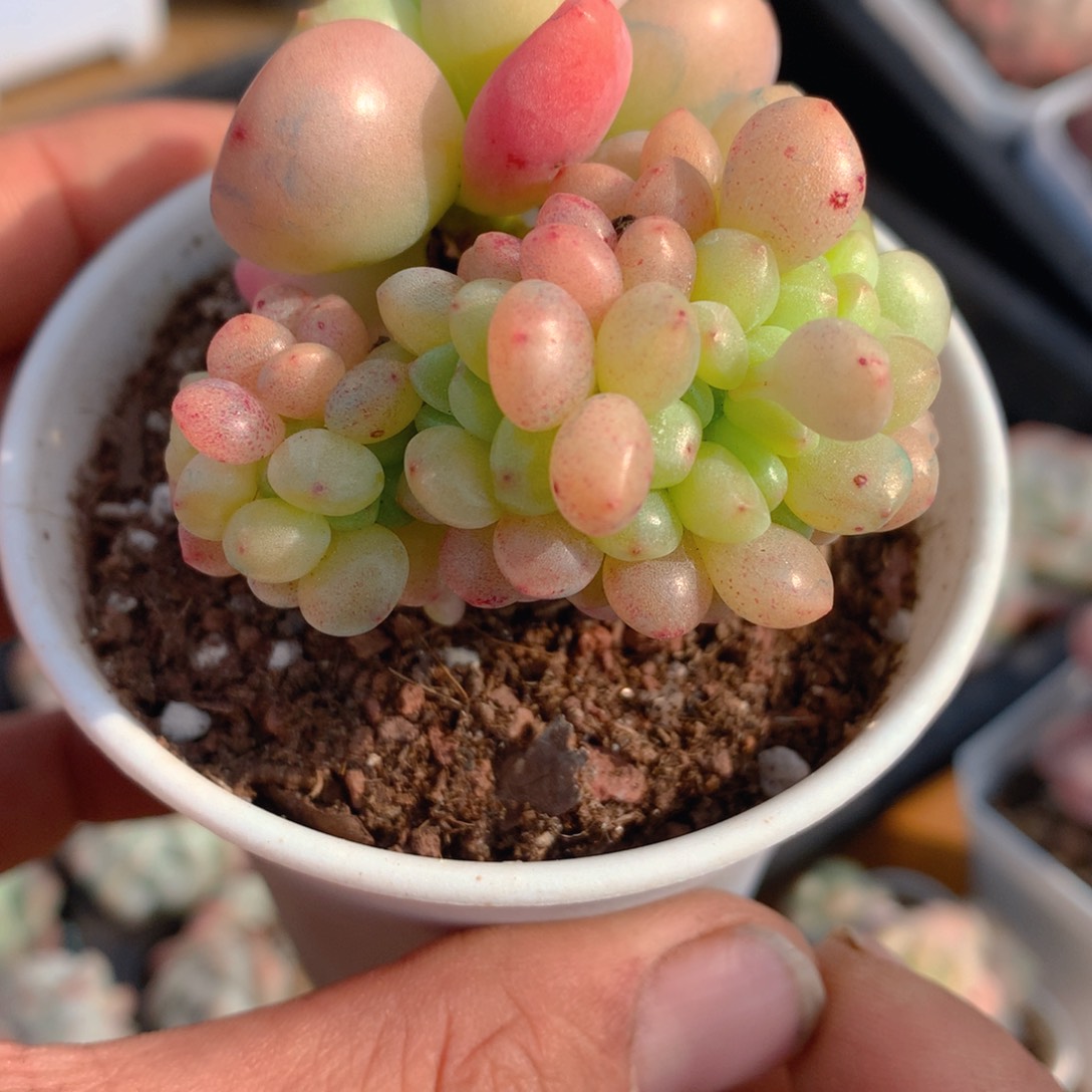 香格里拉坠化多肉