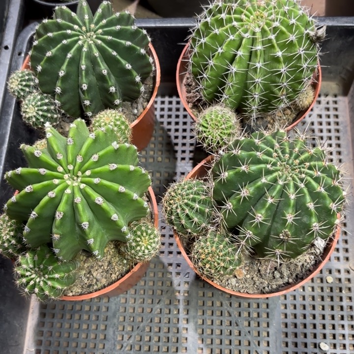 四个实生彩草量拍保8公分好养