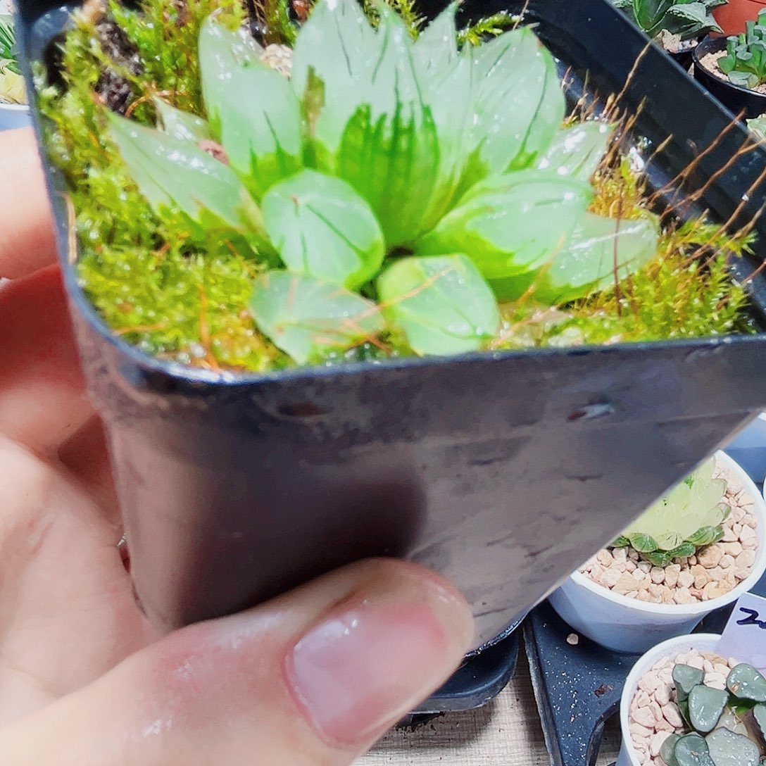 西亚姬多肉植物6666