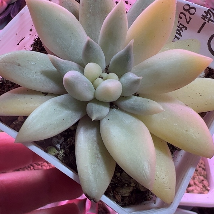 红蜻蜓锦多肉植物636