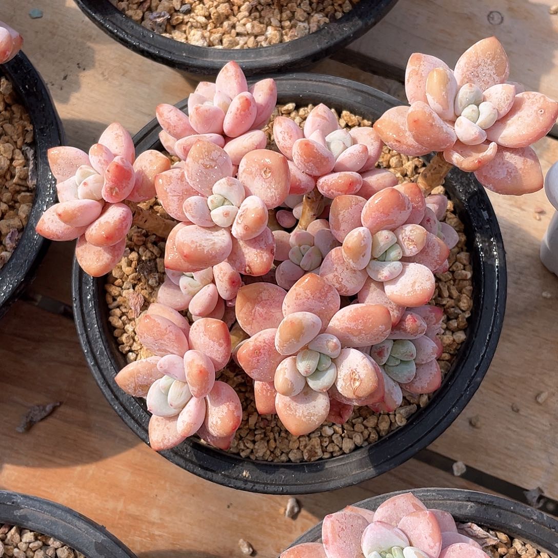 多肉植物多肉植物