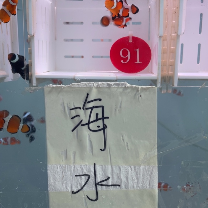 海水鱼精品达芬奇一对3-4