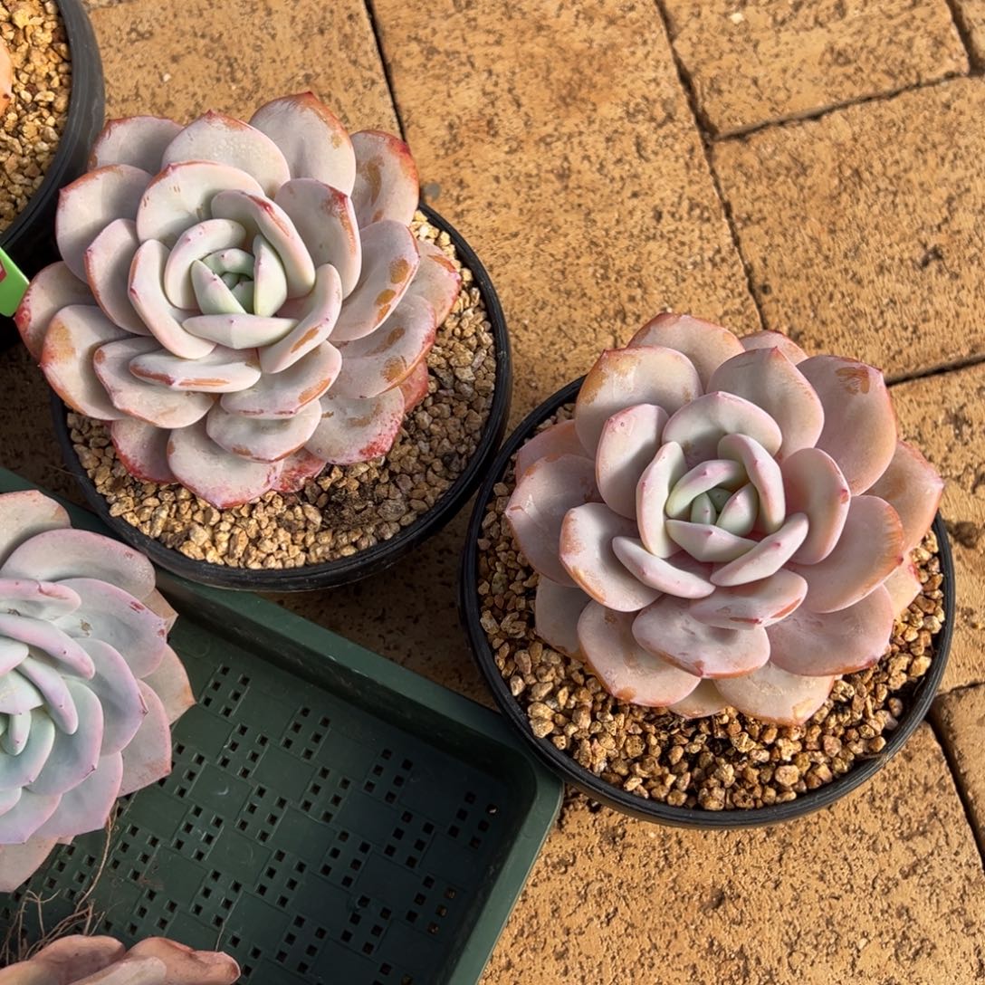 ①***児大花50。               