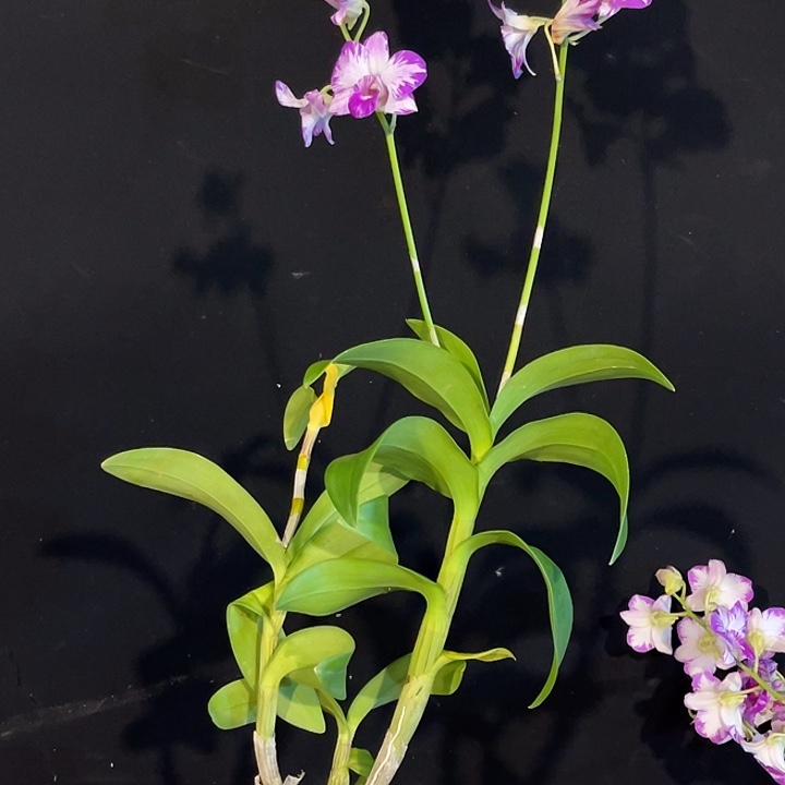 完全开放2218泰国美人