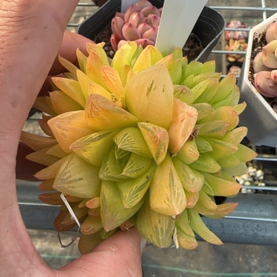 267黄金玉露一物一拍多肉