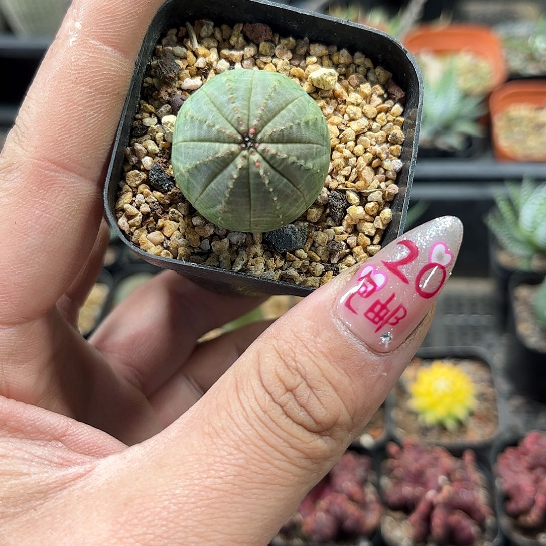 单头布纹球单头发货有根