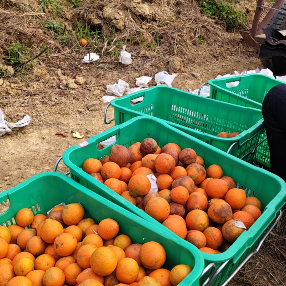 爱媛28丑果丑果丑果丑果