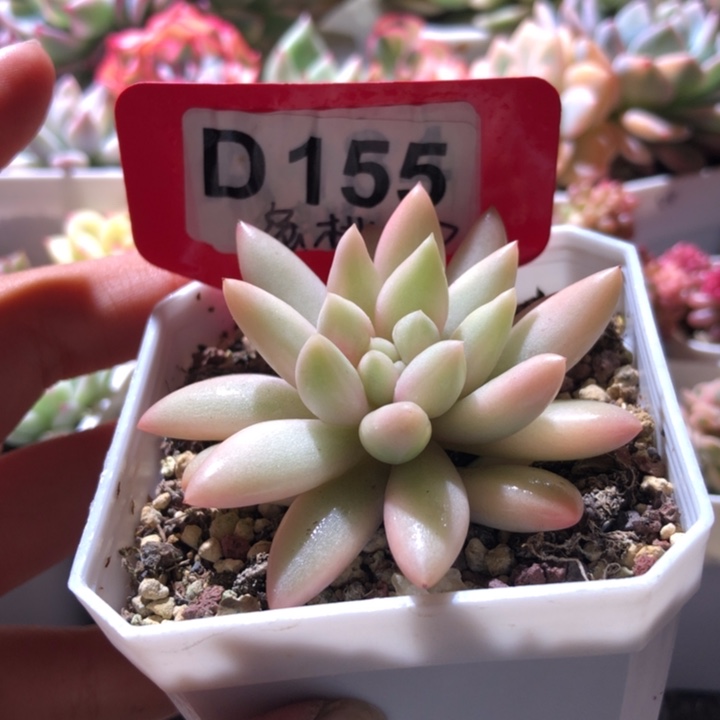 西***使蜜桃啵啵覆轮锦有根