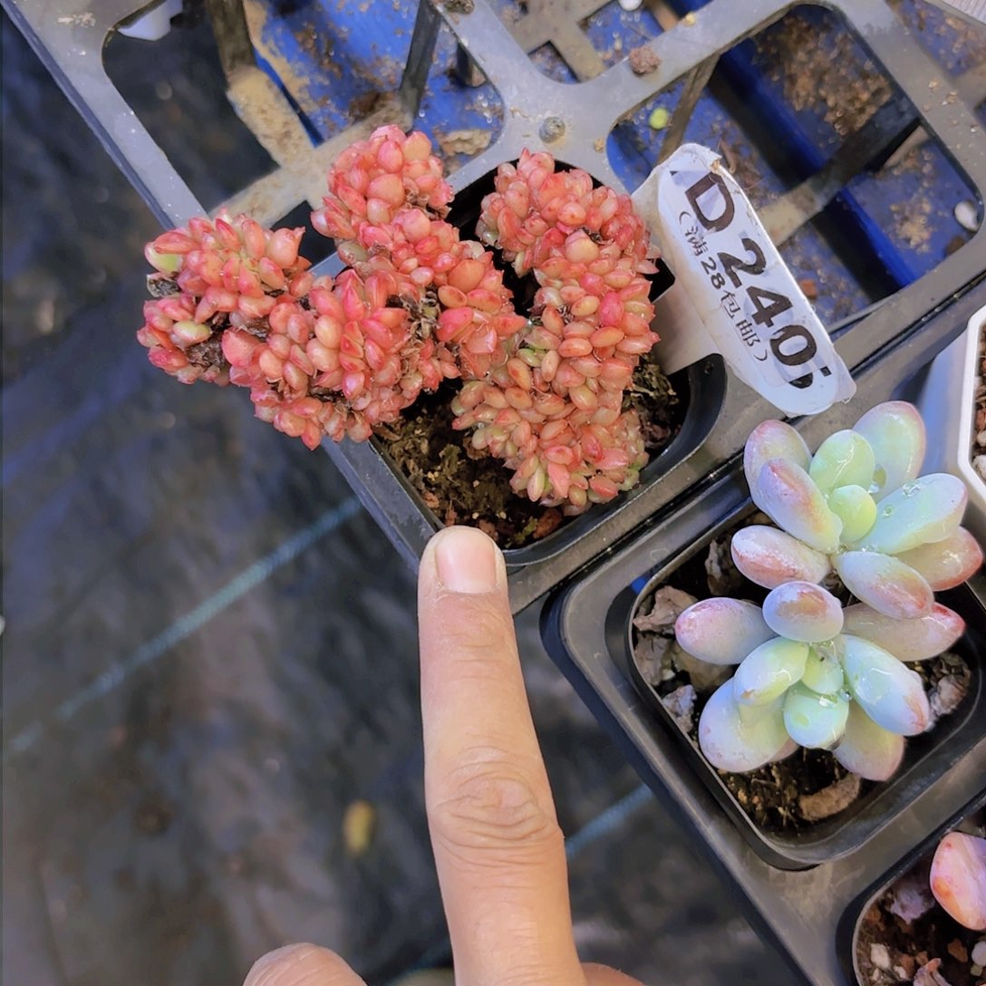 D240不知名缀一物一拍