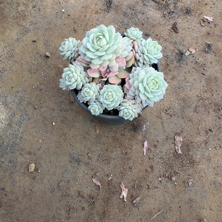 浪***线多肉植物一物一拍小高