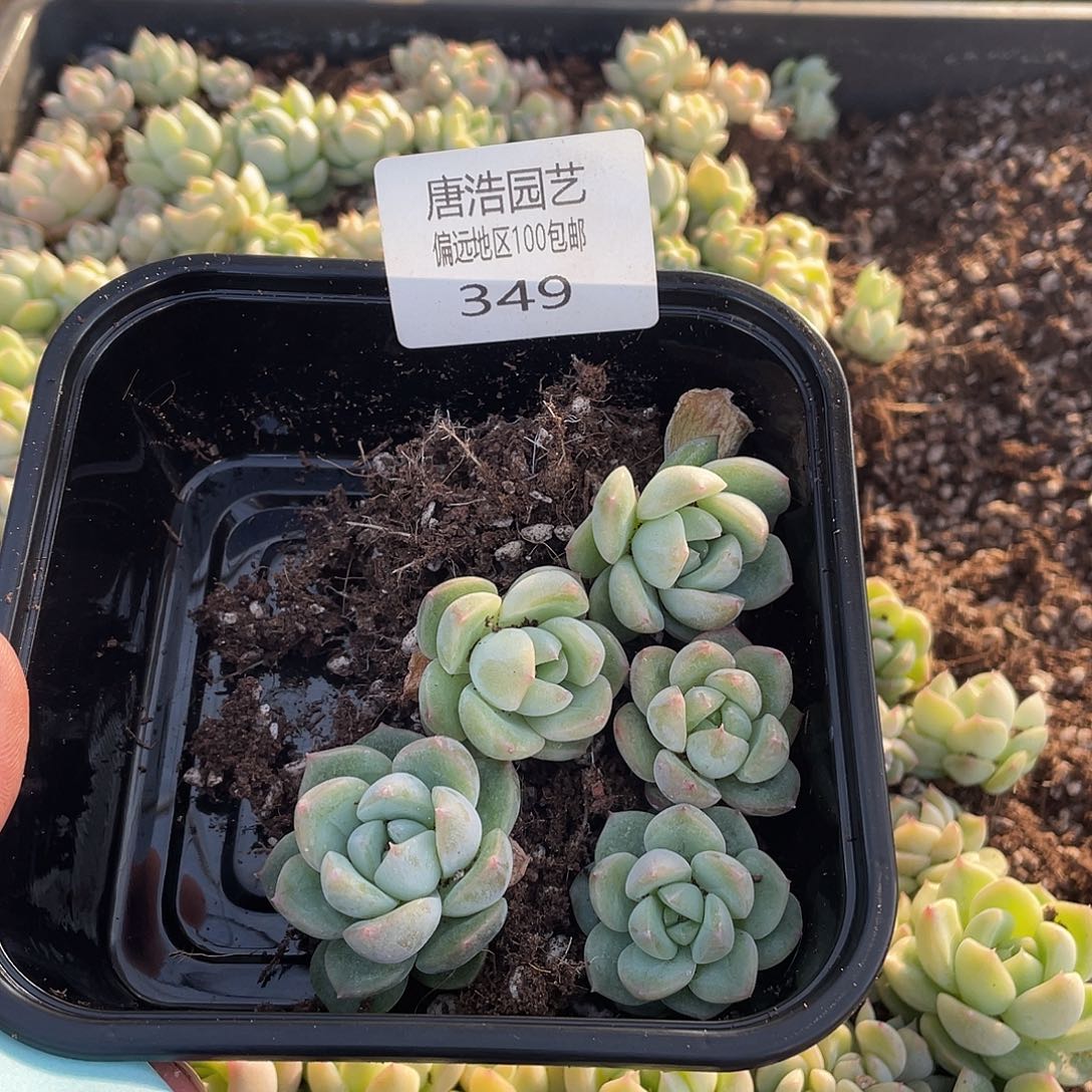 星*LC珍妮一物一拍349