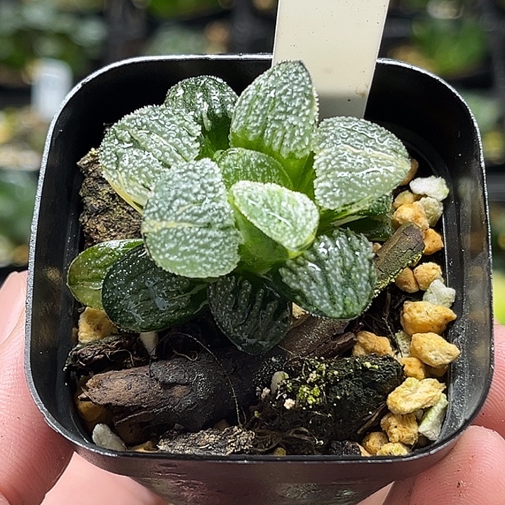 12雪之礼锦磨面寿