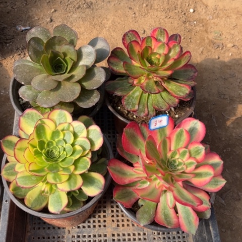 084多肉植物组合