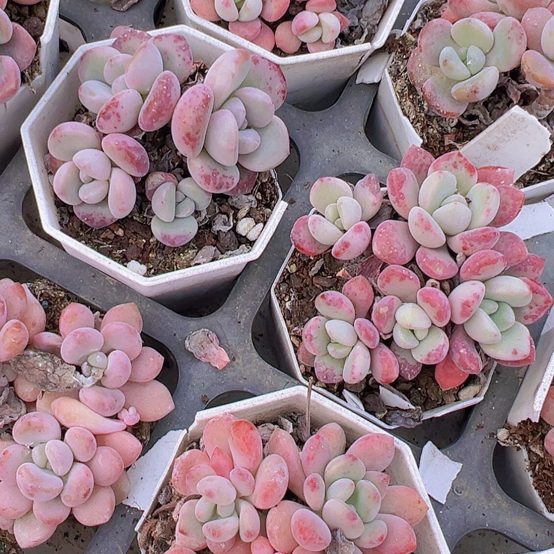 老桩花瓣露群19包邮