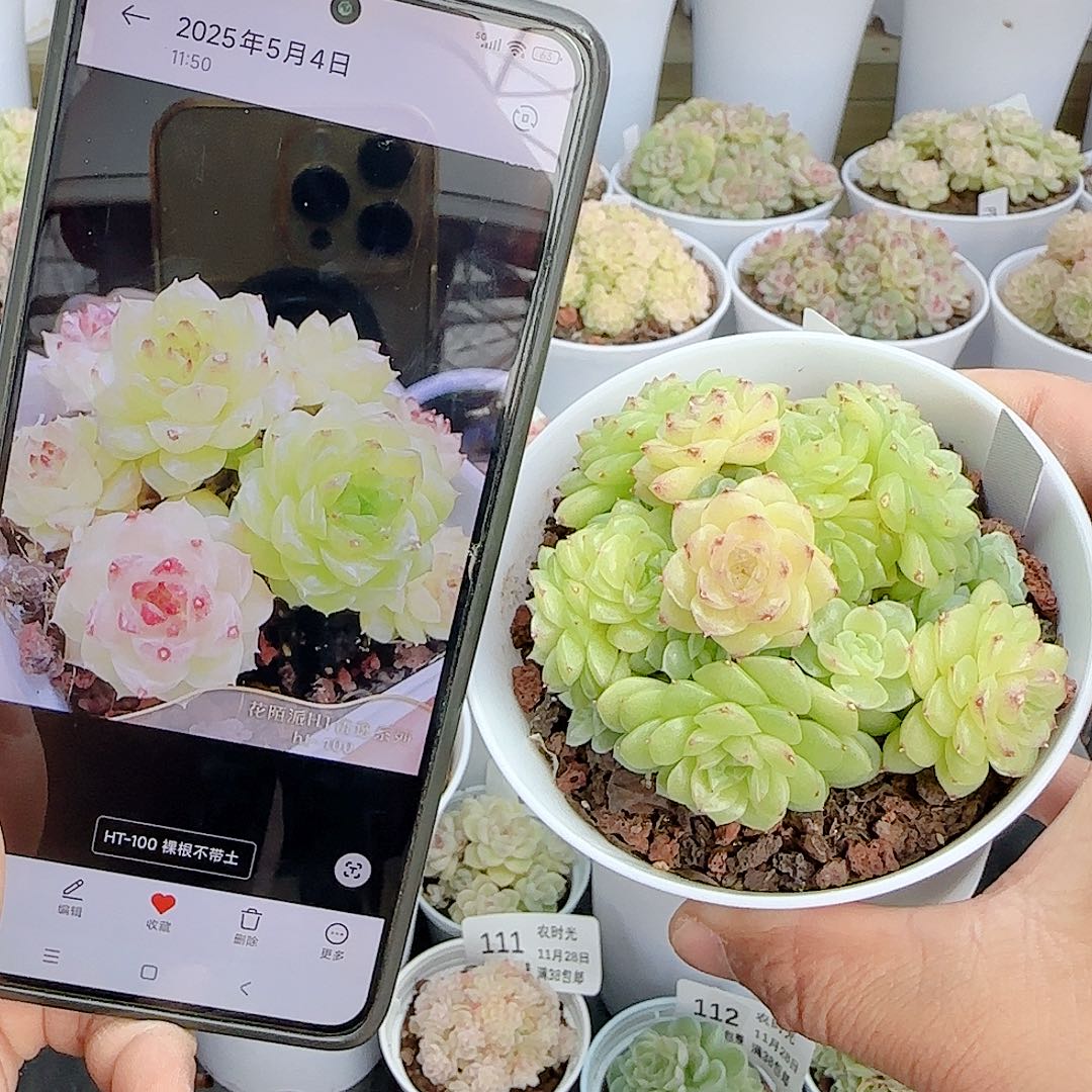 1128-114（ht-100）优选