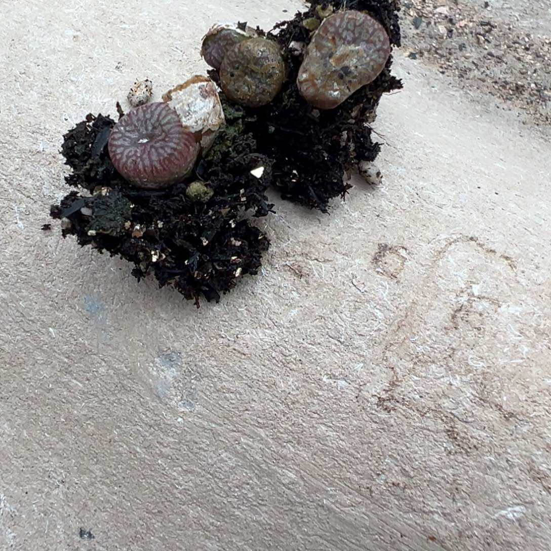 量拍自留款送奶工杂一颗