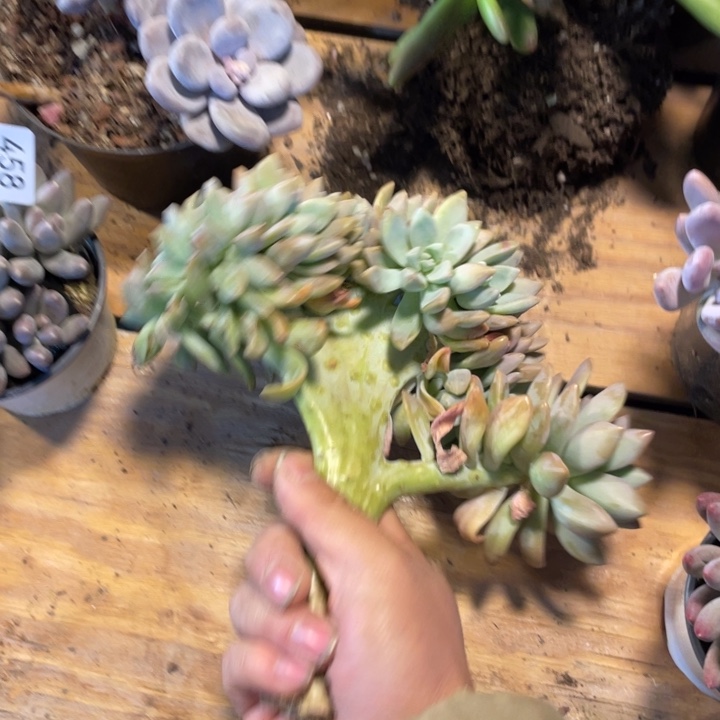 淡雪缀化满20包邮脱土发货