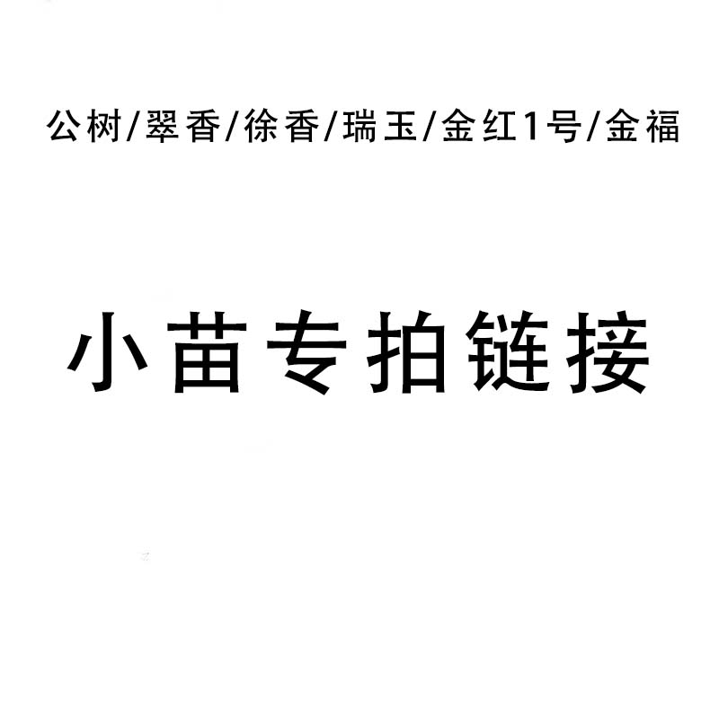 小苗专拍-公树/翠香/徐香/瑞玉/金红1号/金福