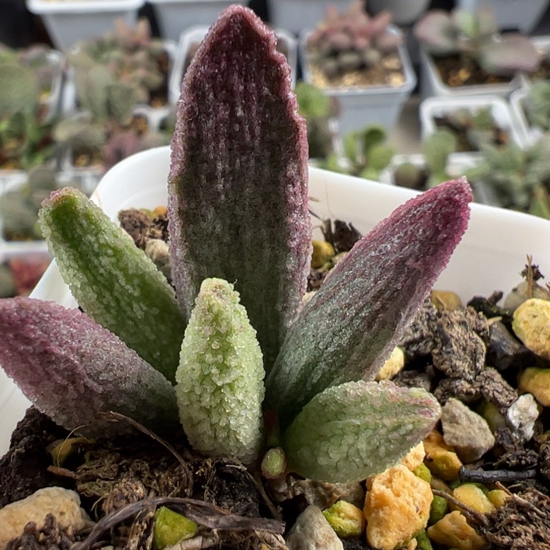 大叶型实生新品大苗