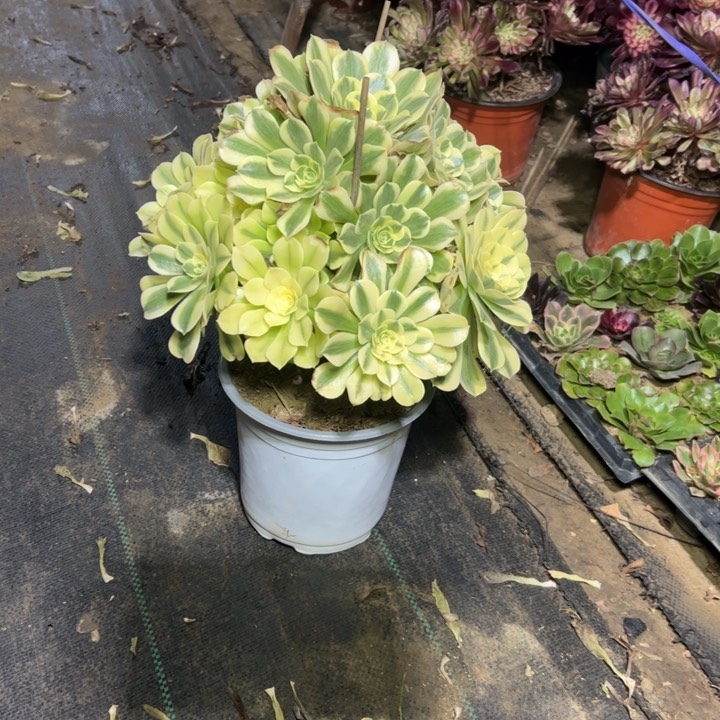 28绿豆沙多肉多肉多肉