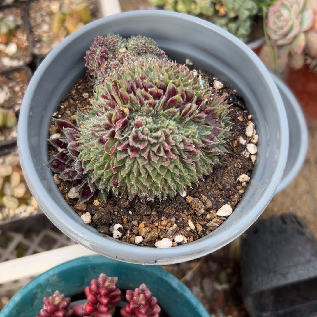 多肉植物长生草缀