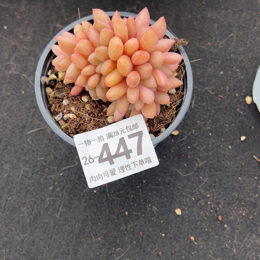 桃花源缀多肉多肉多肉多肉