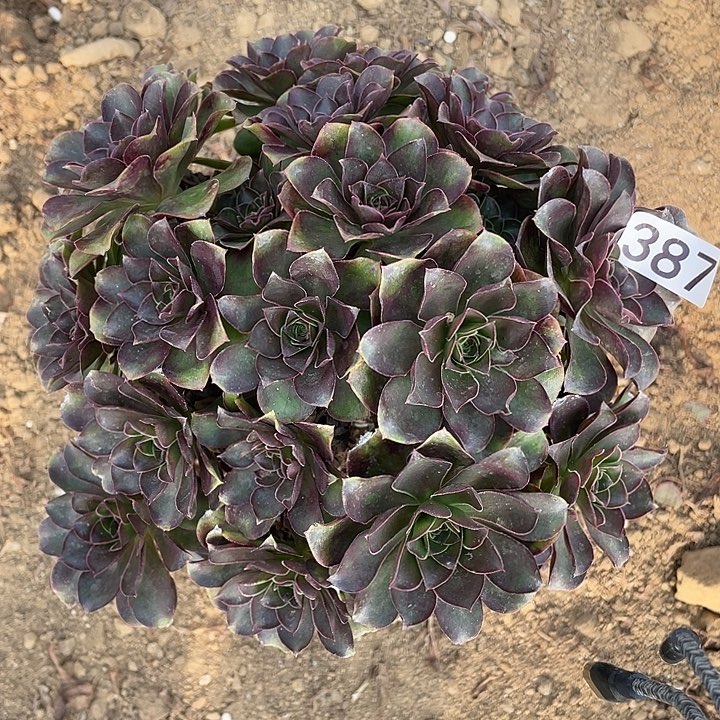 387魅金玫瑰对肉植物