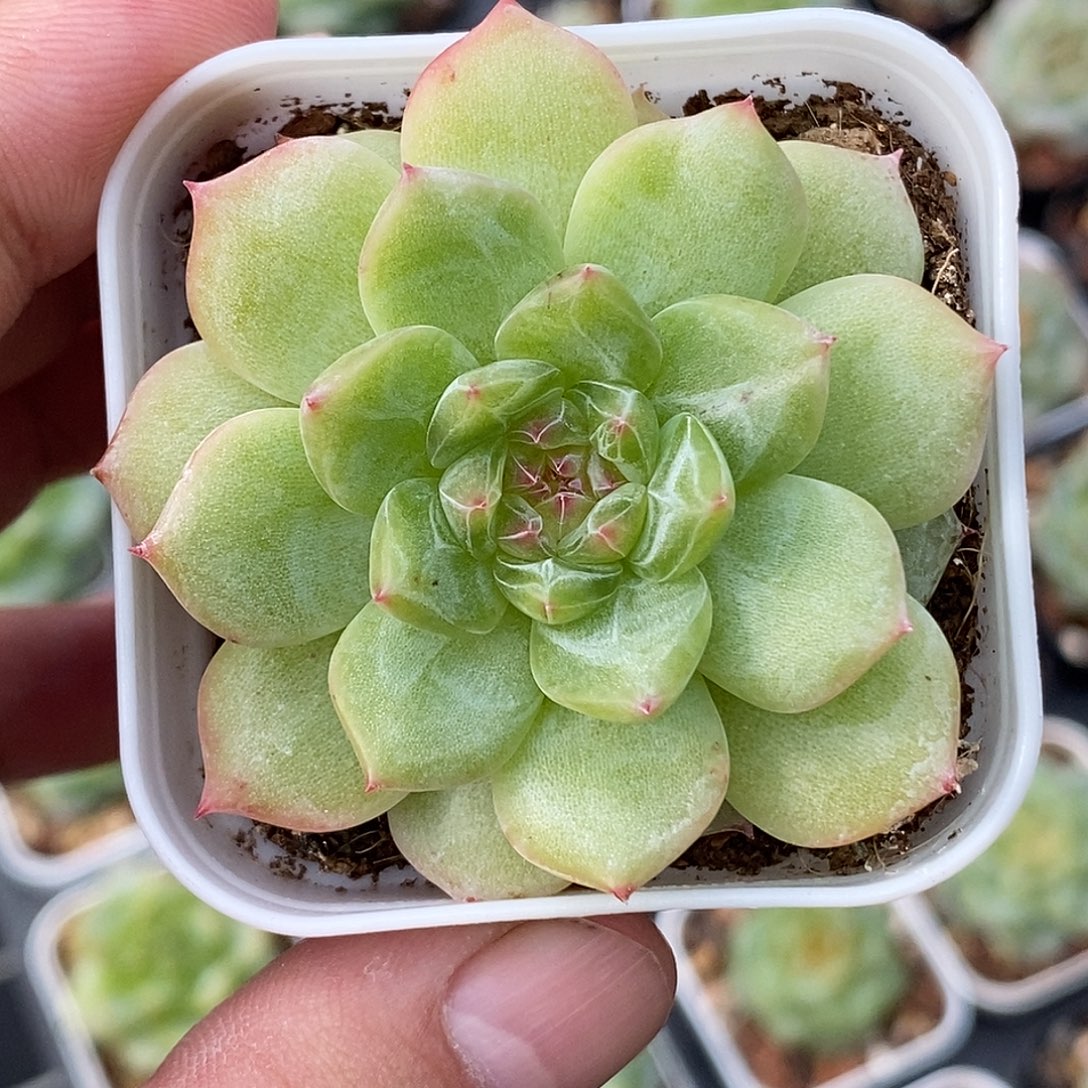 寒菲30包邮非偏远