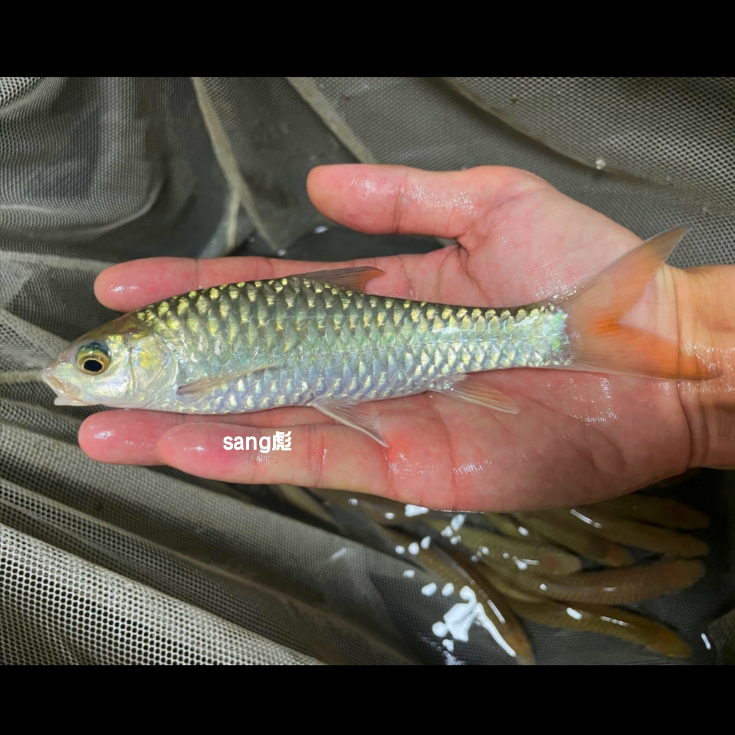 吉罗鱼 （印度古铜金野吉罗鱼）