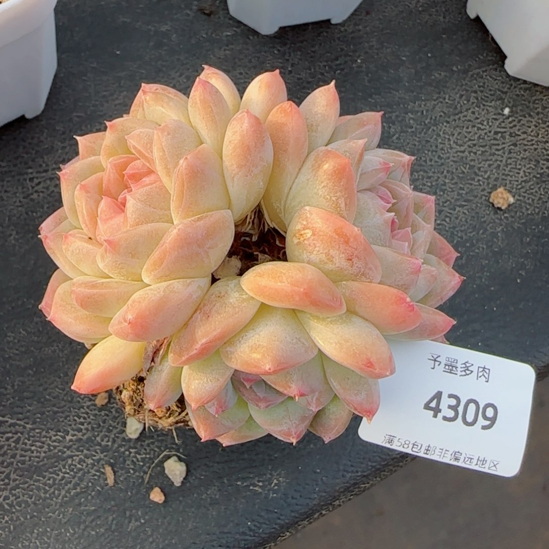 孤品糖心群，4309多肉植物