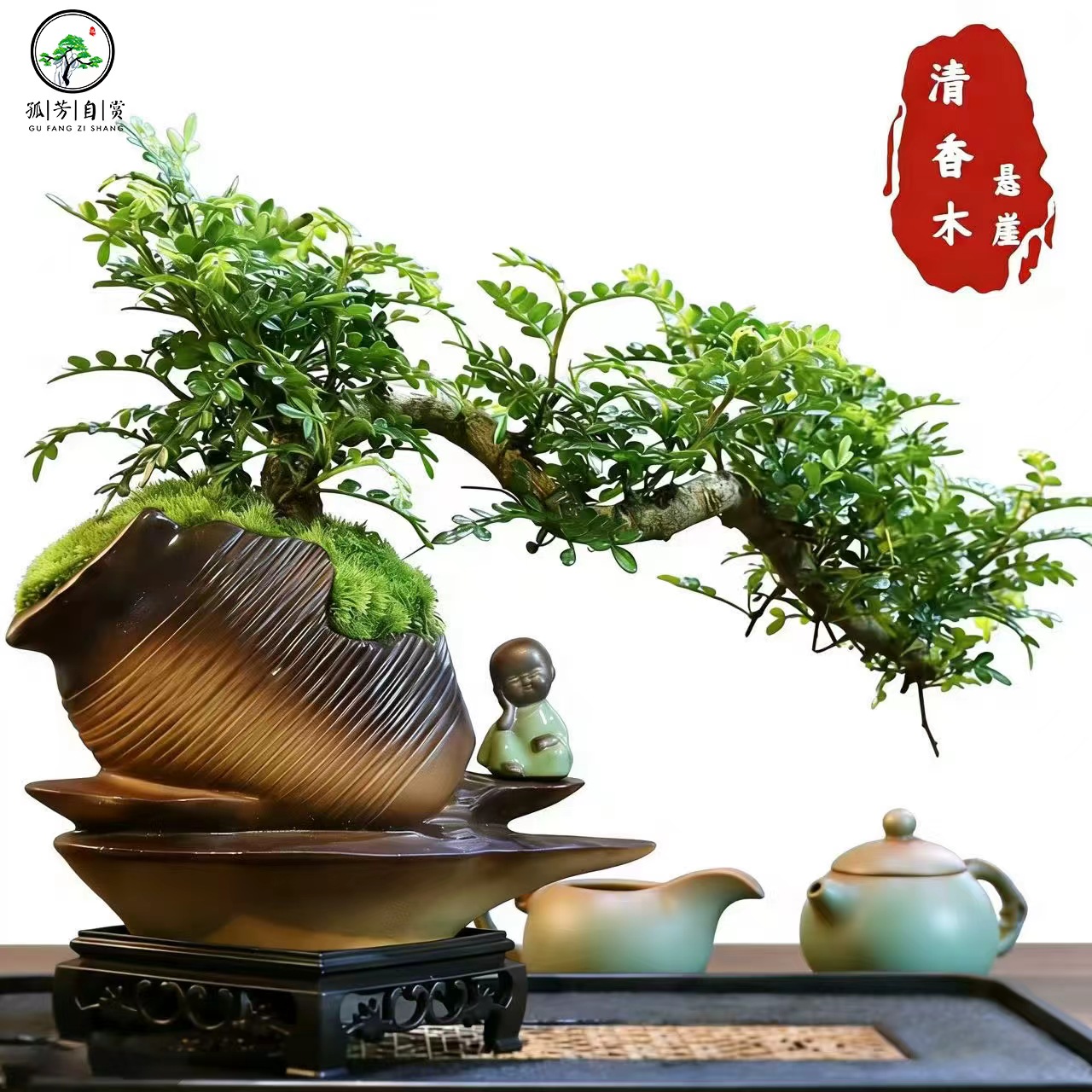 悬崖清香胡椒木盆景新中式室内桌面摆件绿植花卉盆栽鲜活