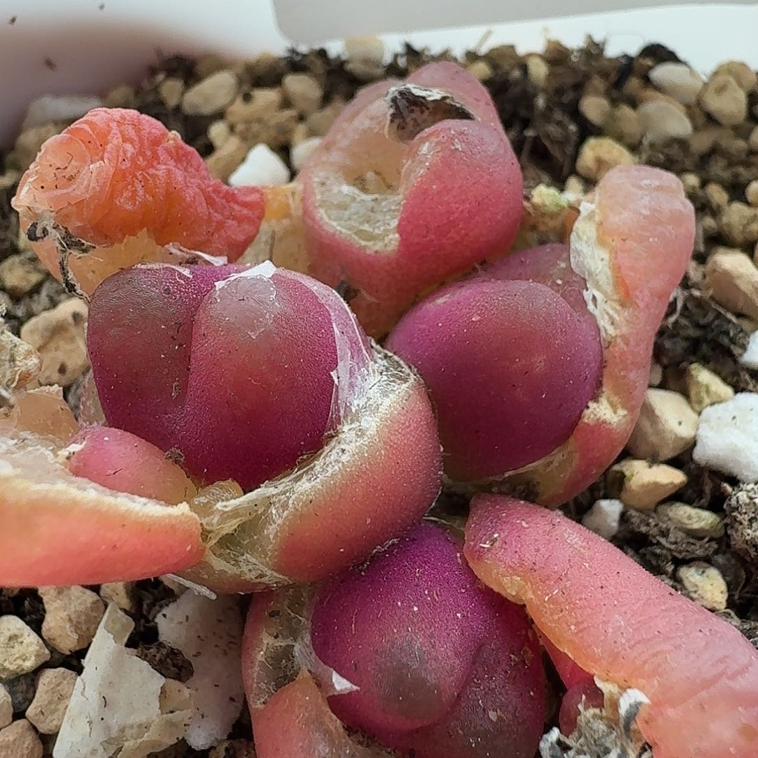 老马生石花吕氏红宝石718