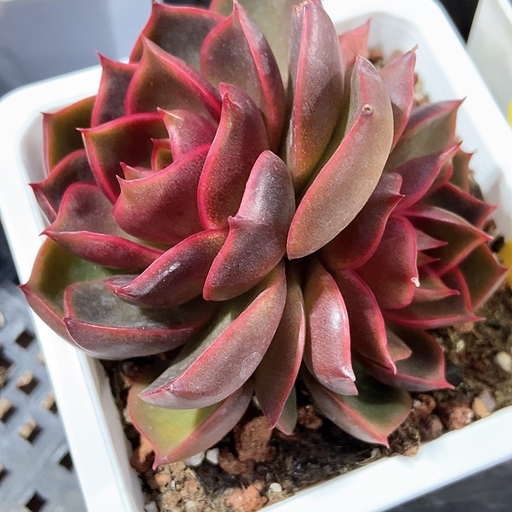 多肉植物红灯21多肉