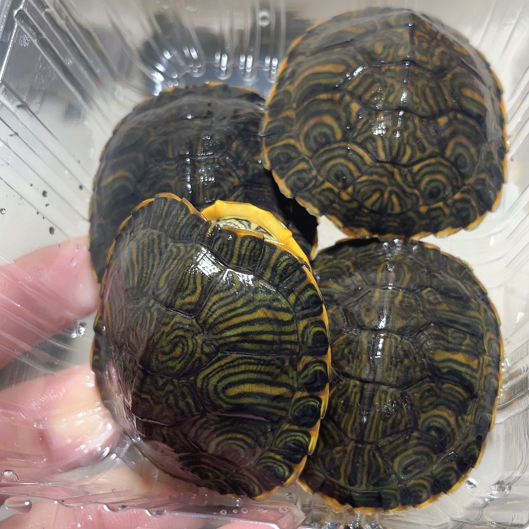 宠物龟不分公母4耳