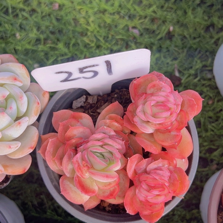 健健康康平平安安