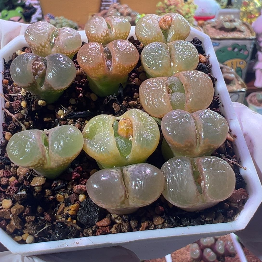 风铃混，15元一棵，可挑