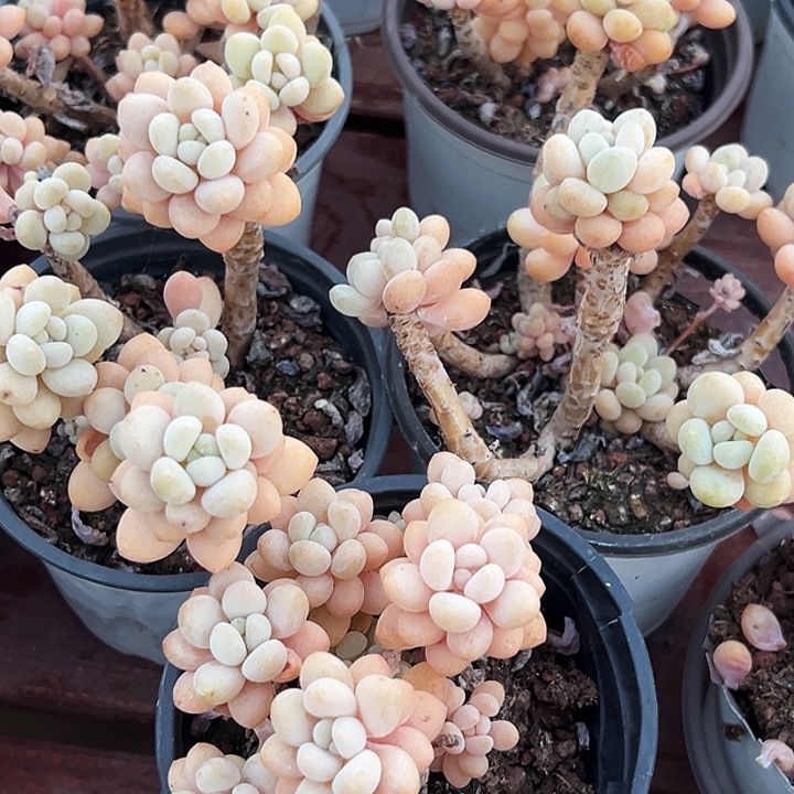     小洛可可   福利