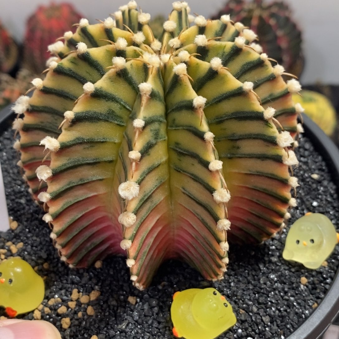 泰系神品高绒肋骨锦—带盆土发货31