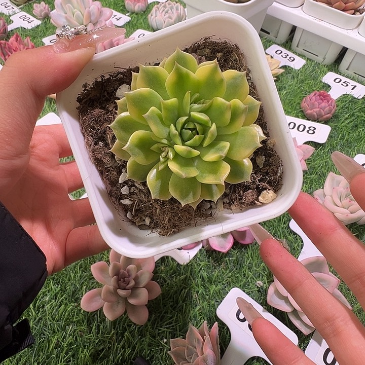 奥利维亚多肉植物一物一拍