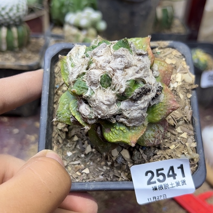 2541号草球嫁接艳姬牡丹