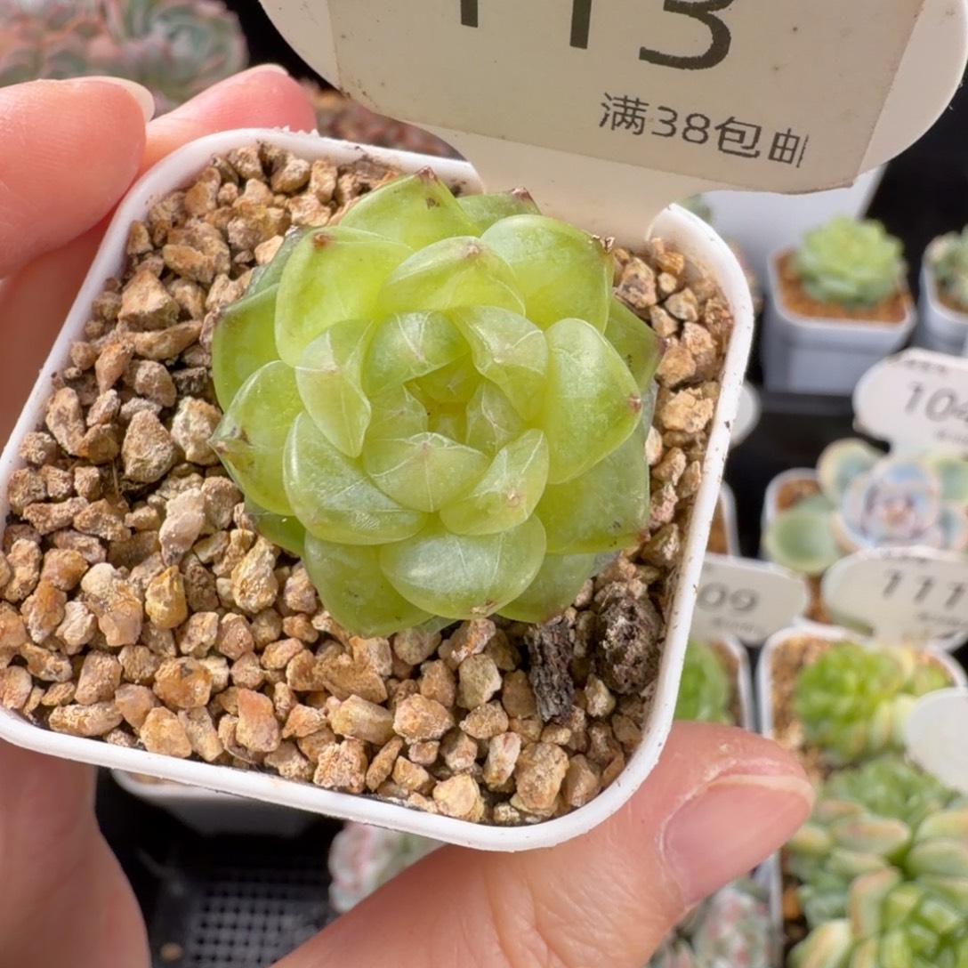 珍妮单头带崽福利113号