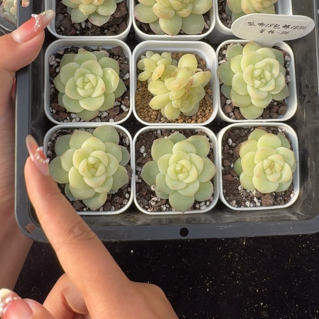 1230-036-晴岚四一颗量拍