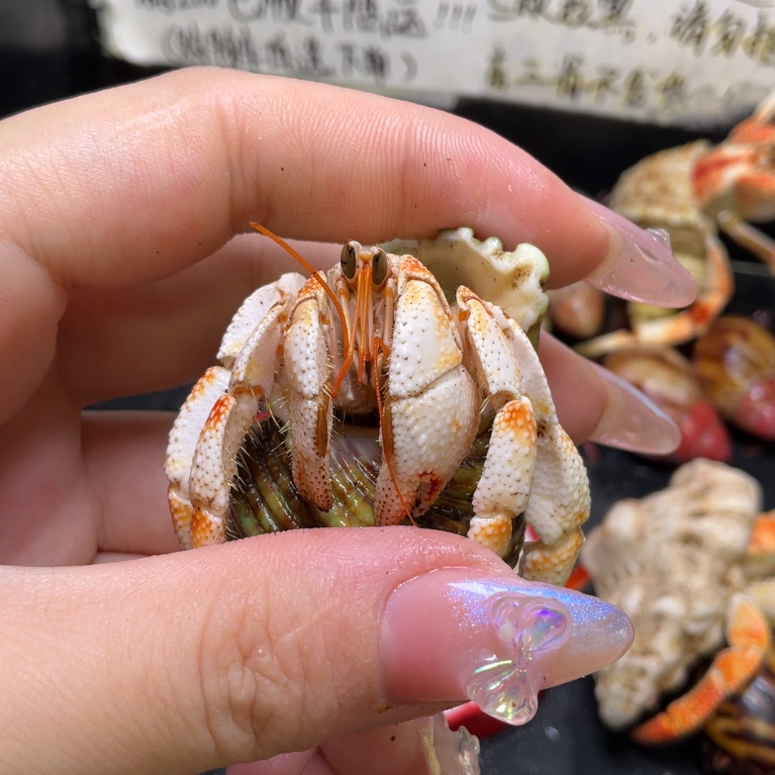 10号，2.3口毛球寄居蟹